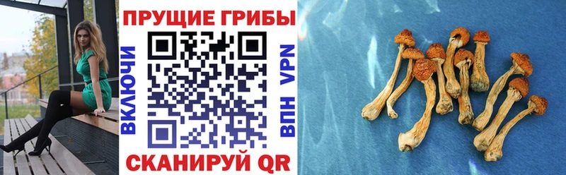 Псилоцибиновые грибы Psilocybe  купить наркоту  даркнет состав  Полтавская 